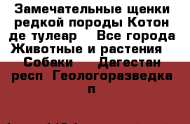 Замечательные щенки редкой породы Котон де тулеар  - Все города Животные и растения » Собаки   . Дагестан респ.,Геологоразведка п.